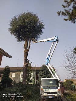 Abbattimento cedro